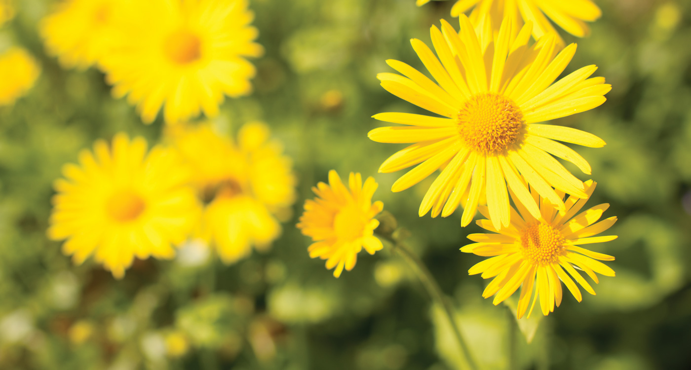 Yellow Daisies Wallpapers