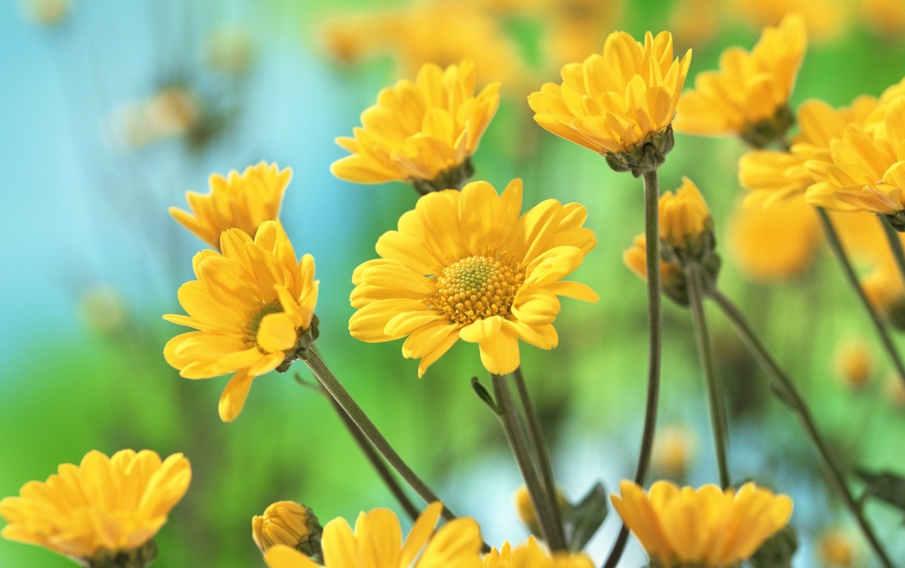 Yellow Daisies Wallpapers