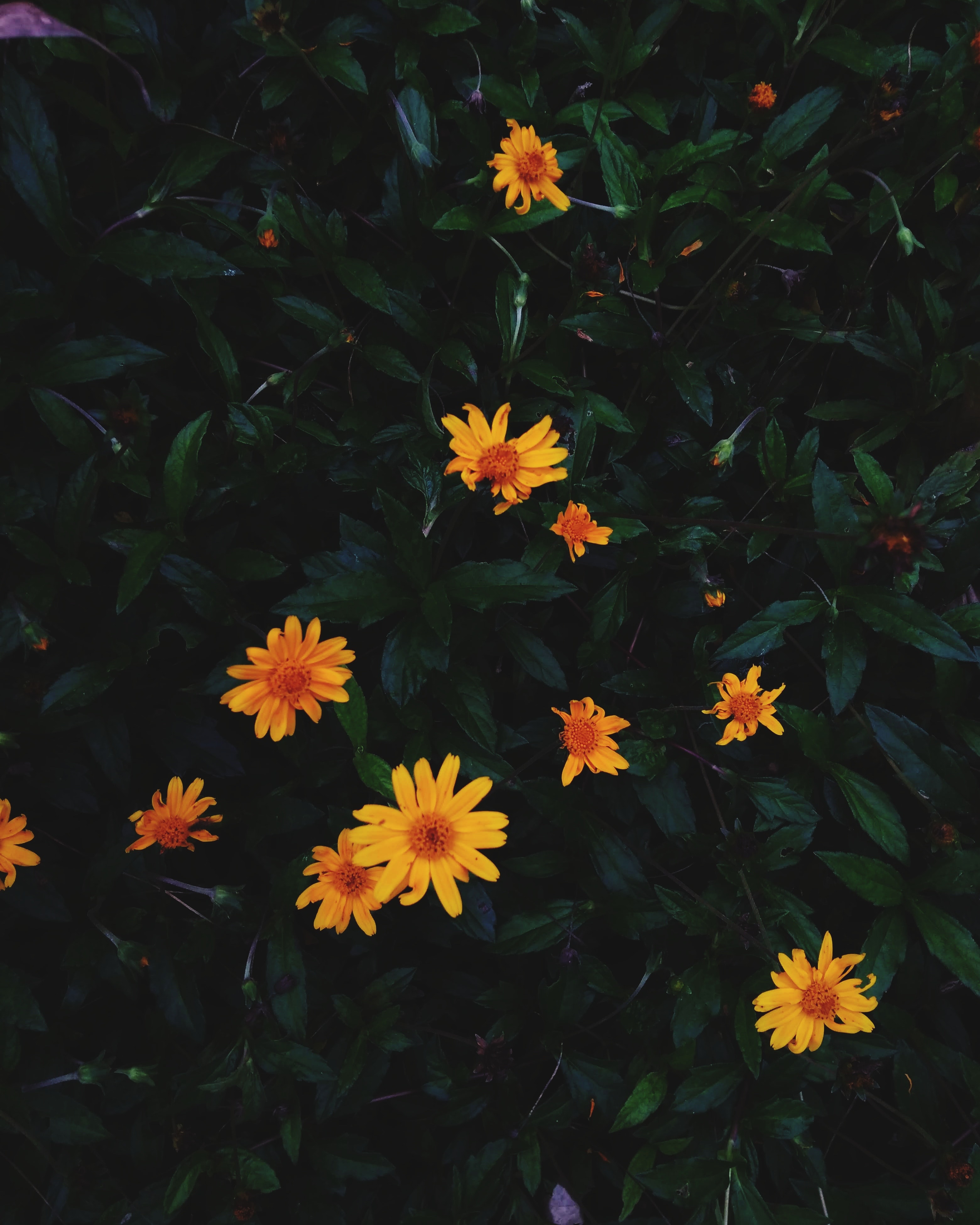 Yellow Daisies Wallpapers