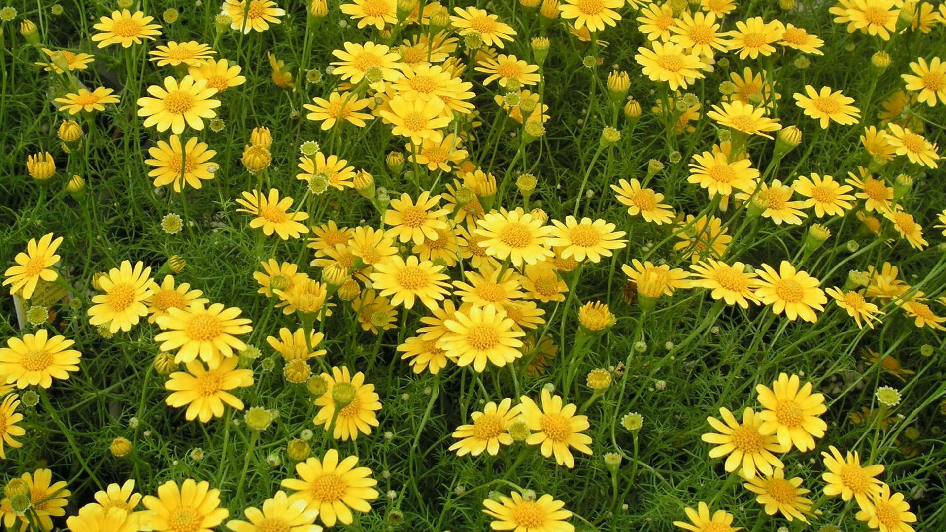 Yellow Daisies Wallpapers