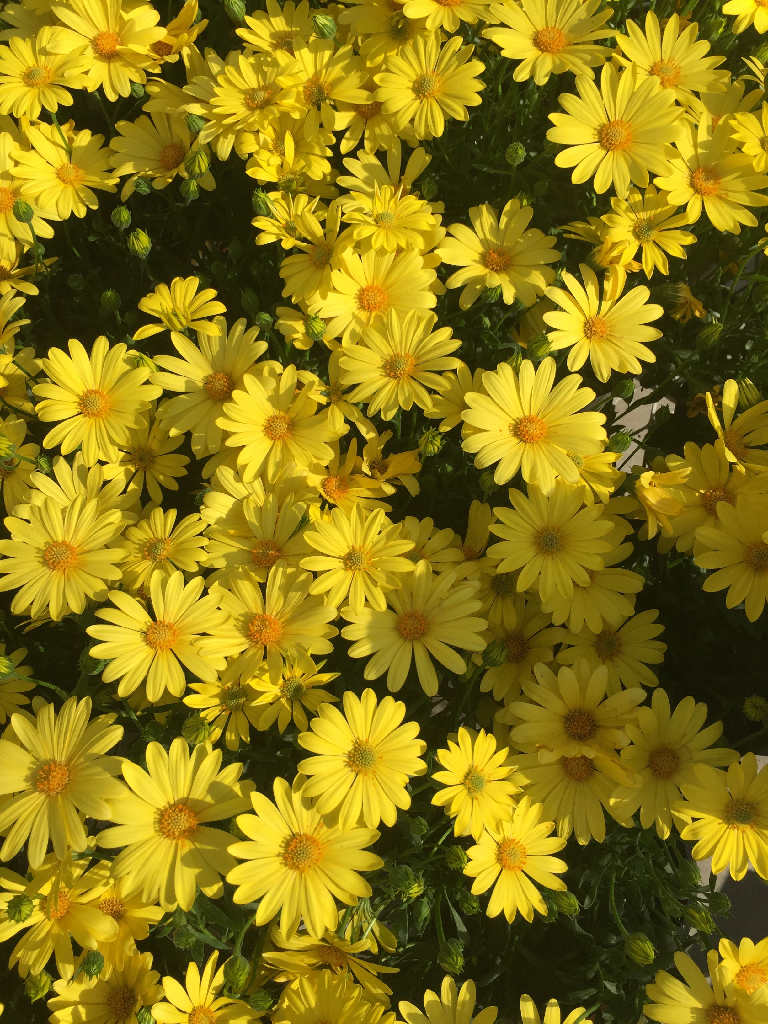 Yellow Daisy Wallpapers