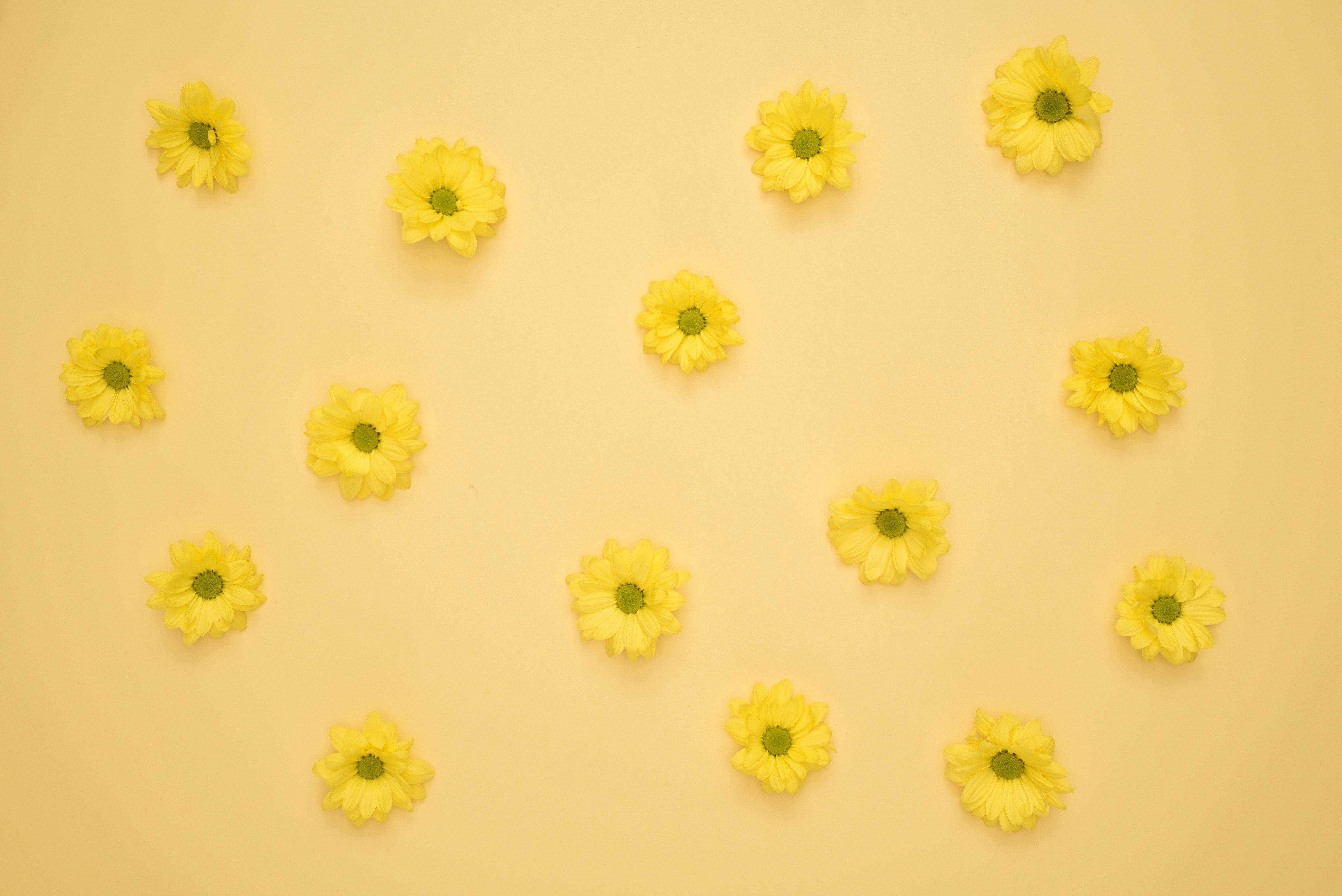 Yellow Daisy Wallpapers