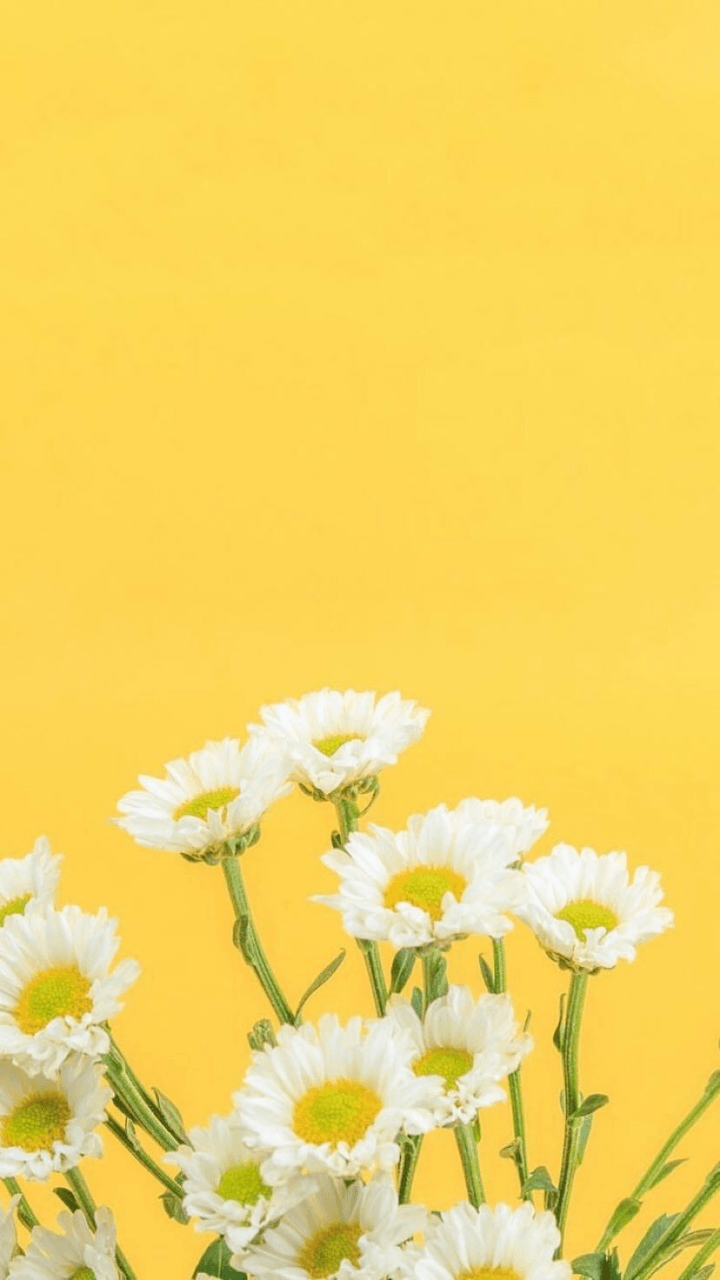 Yellow Daisy Wallpapers