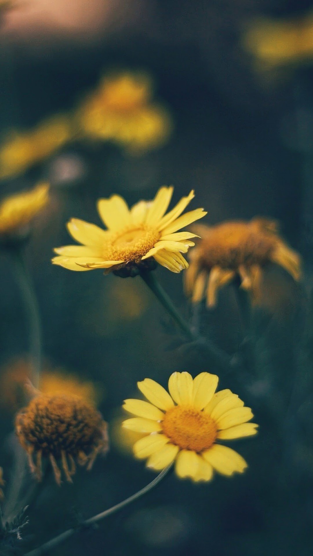 Yellow Daisy Wallpapers