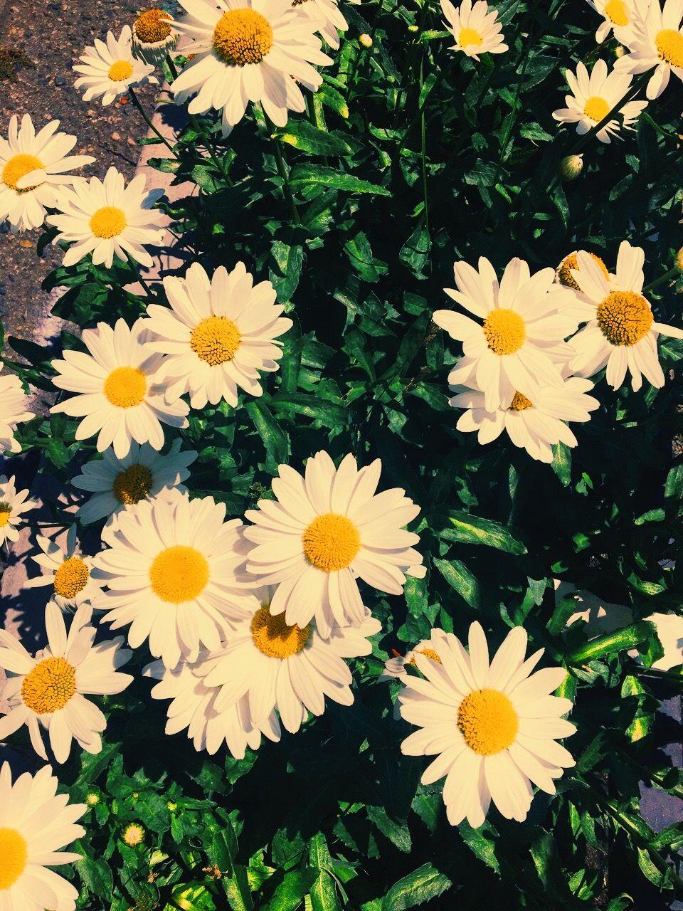 Yellow Daisy Wallpapers