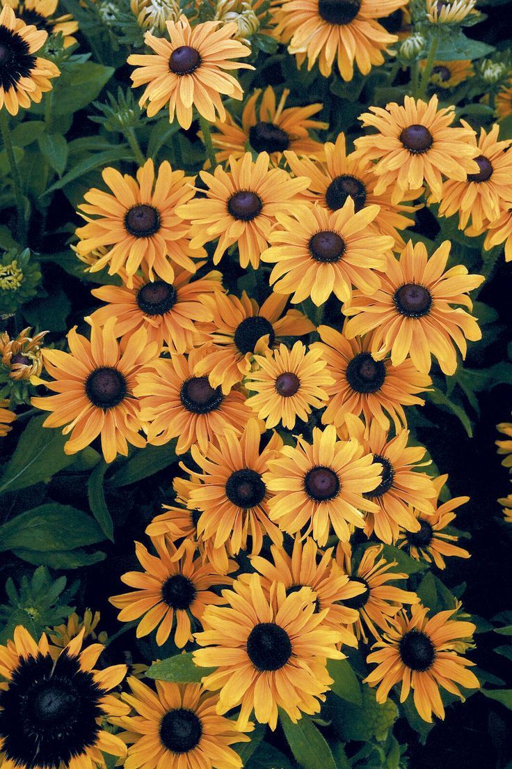 Yellow Daisy Wallpapers