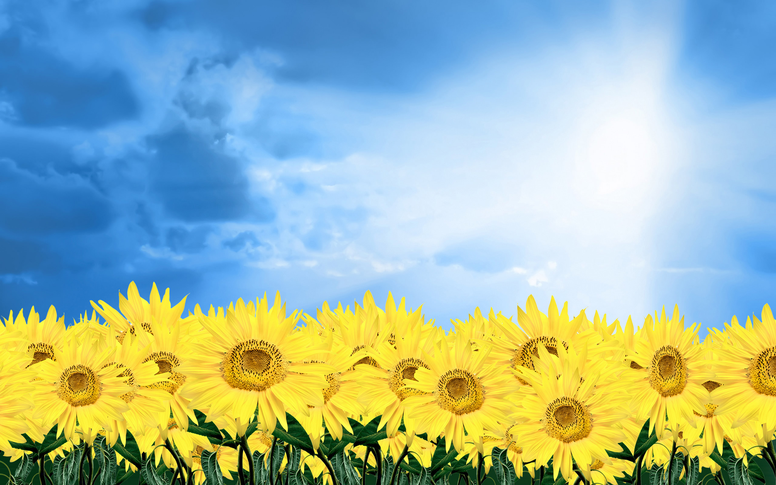 Yellow Daisy Wallpapers