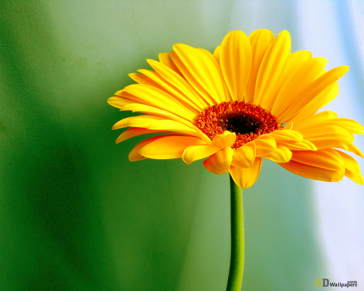 Yellow Daisy Wallpapers