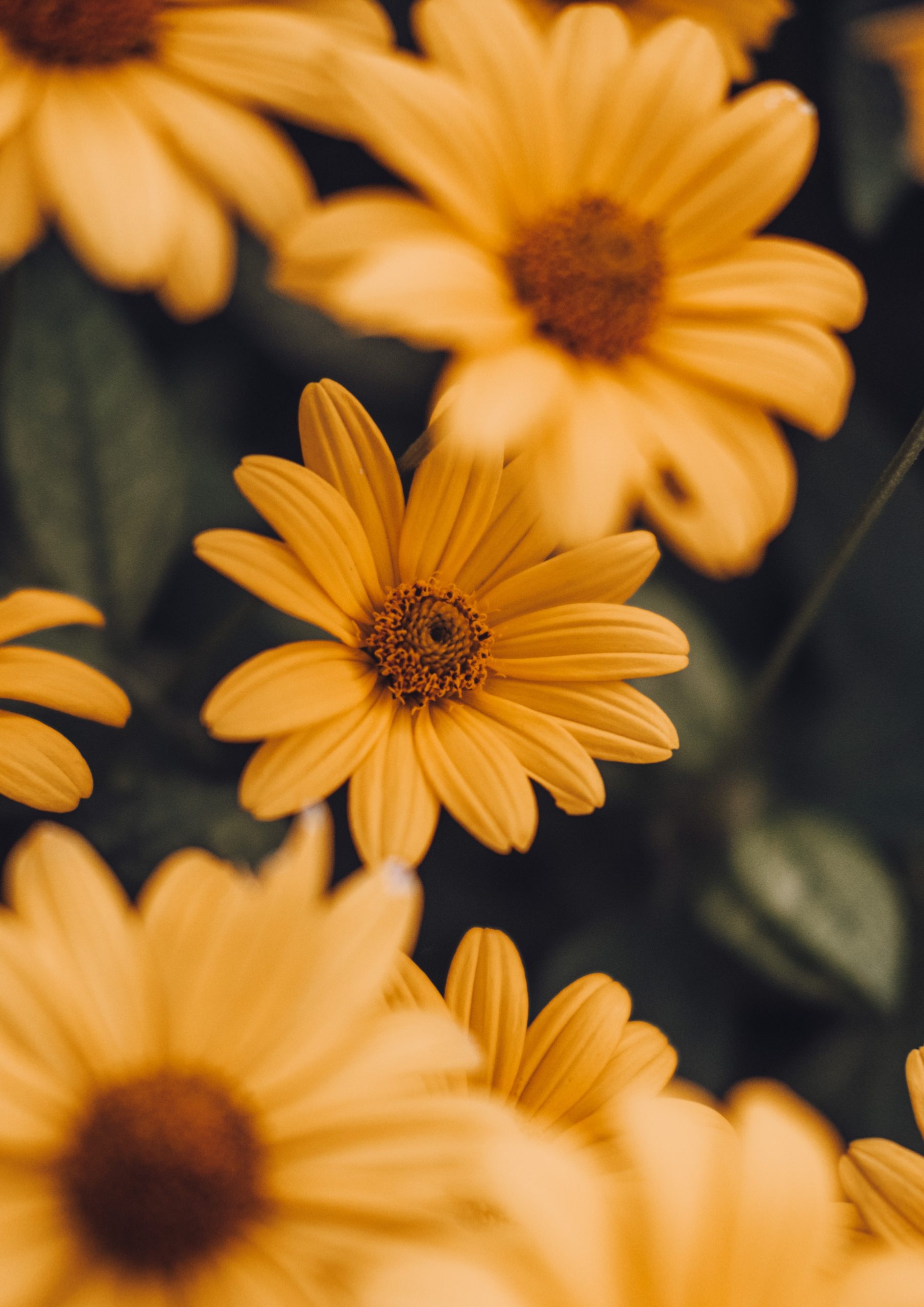 Yellow Daisy Wallpapers