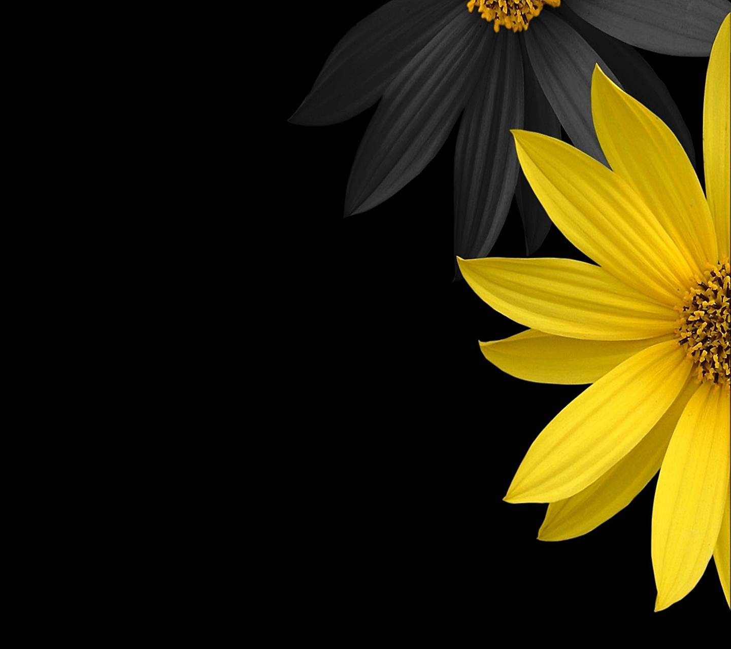 Yellow Daisy Wallpapers