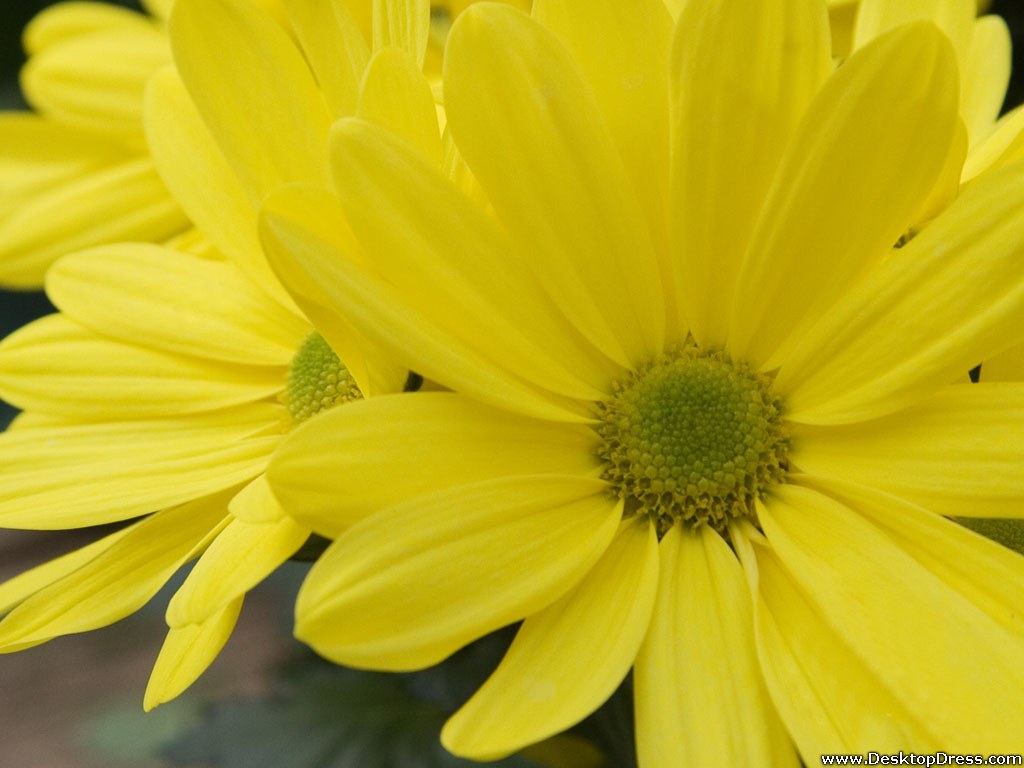 Yellow Daisy Wallpapers