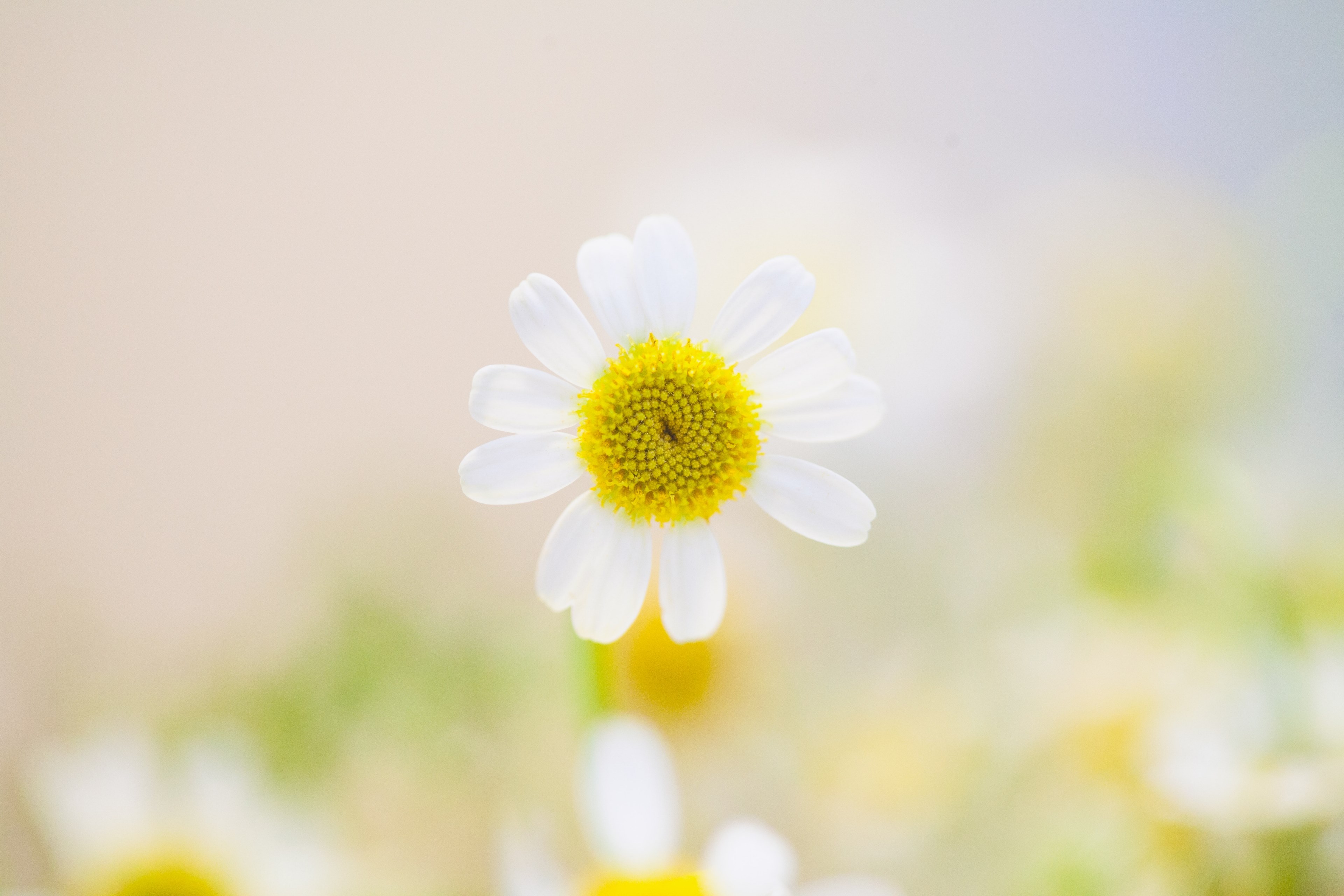 Yellow Daisy Wallpapers