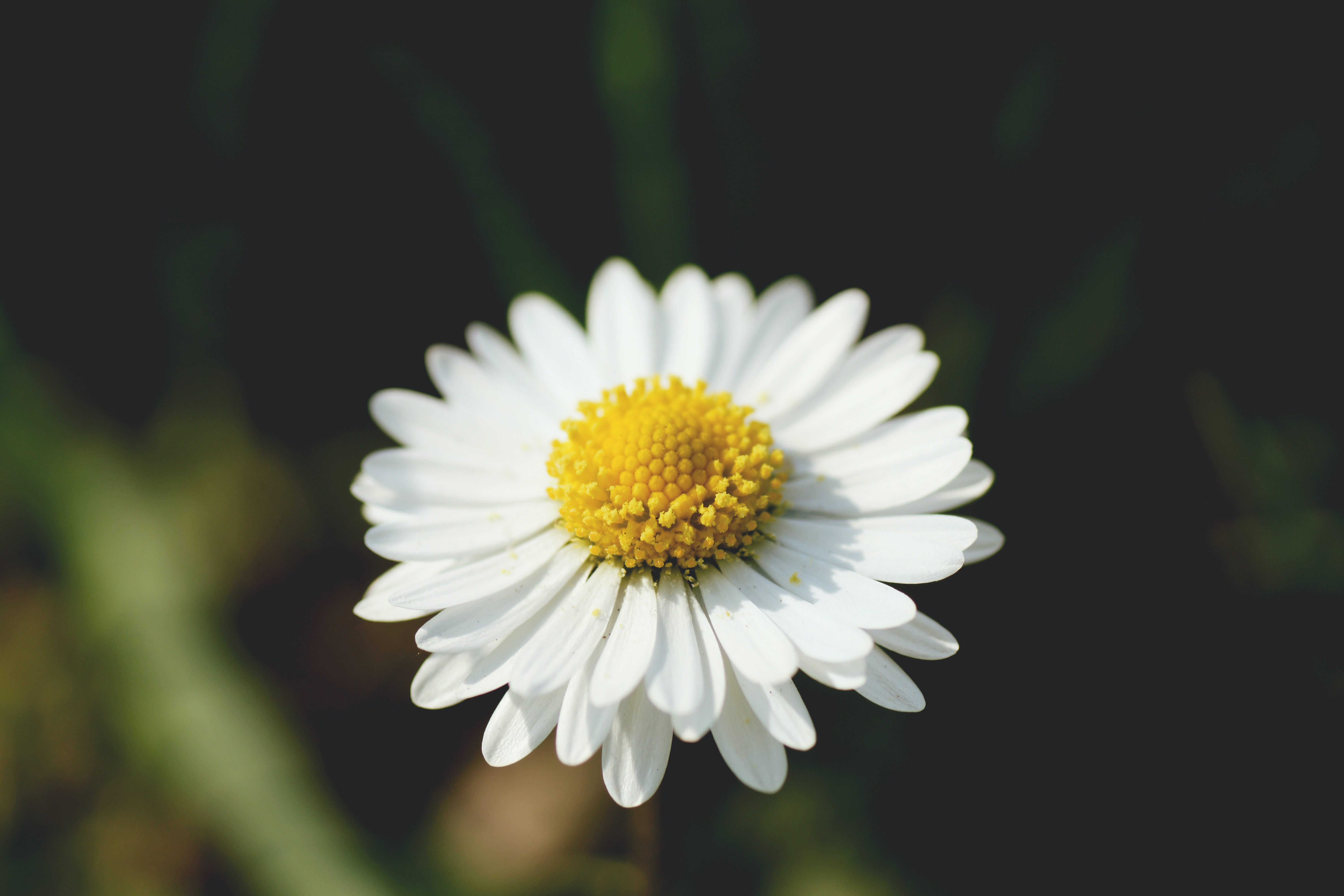 Yellow Daisy Wallpapers