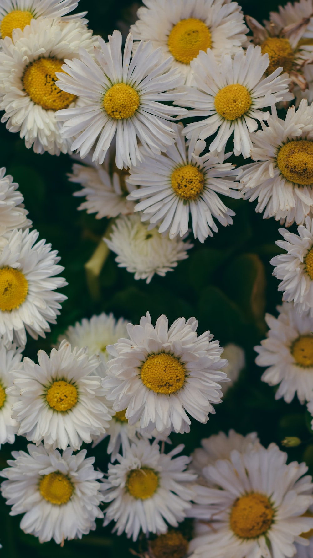 Yellow Daisy Wallpapers