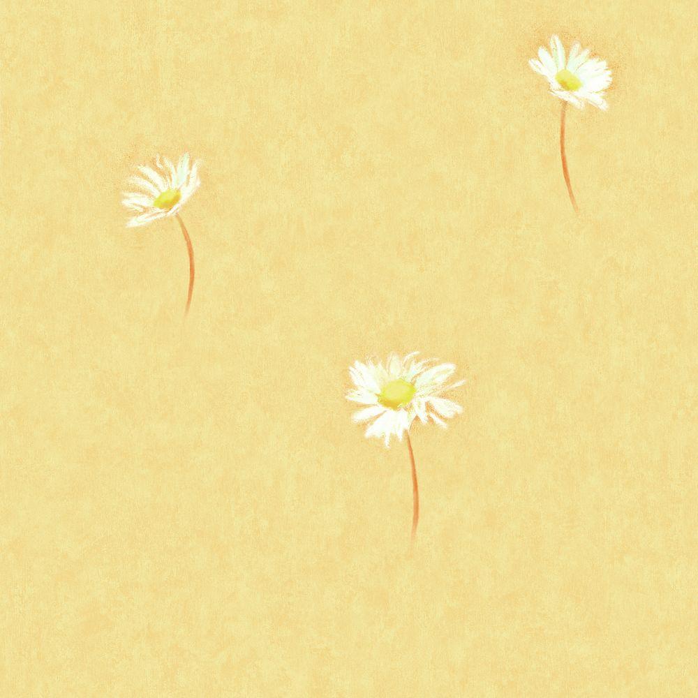 Yellow Daisy Flower Desktop Wallpapers