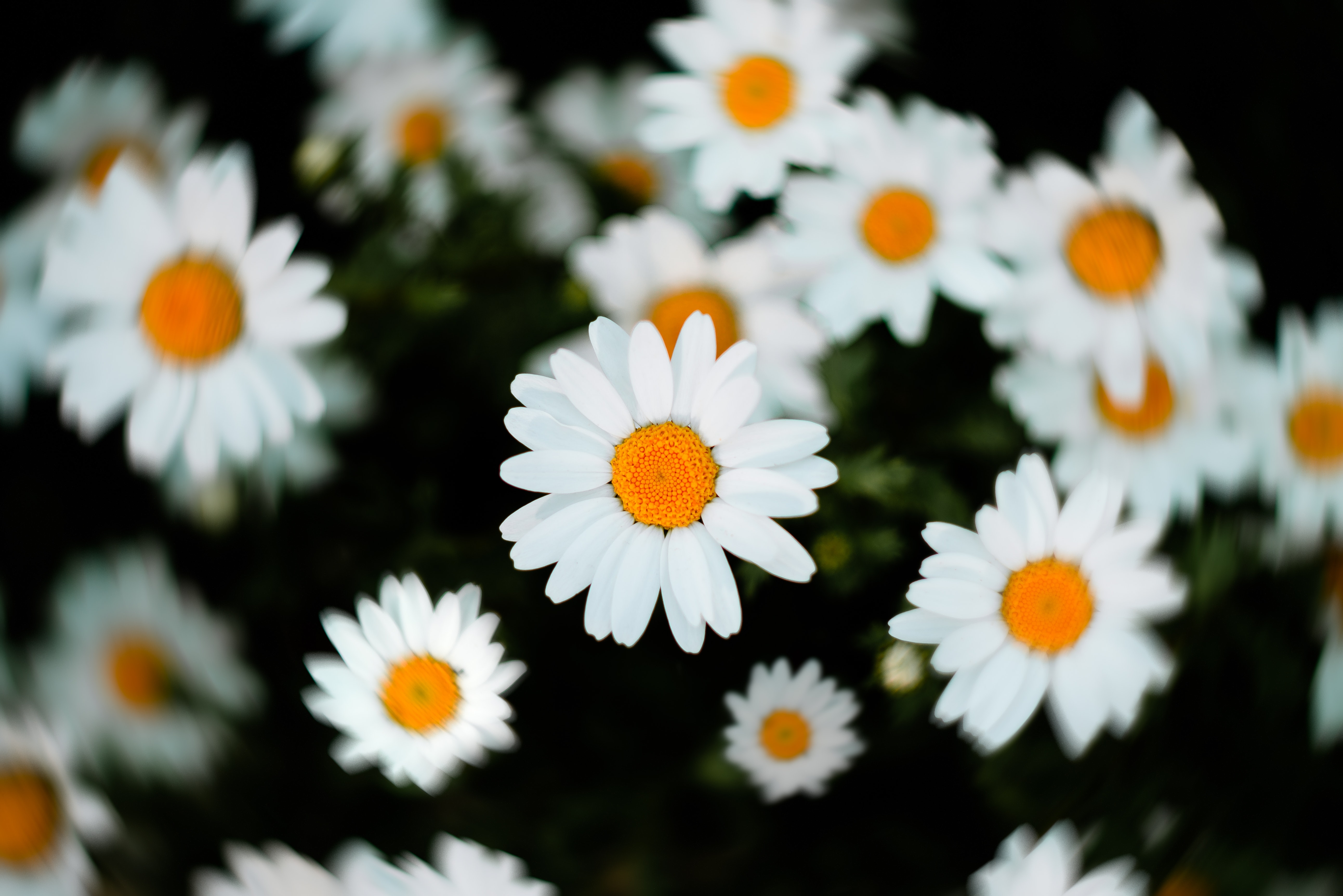 Yellow Daisy Flower Desktop Wallpapers