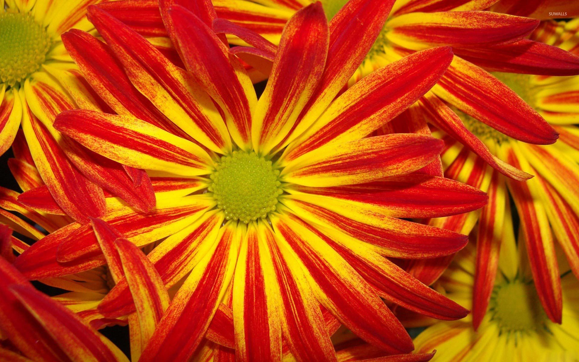 Yellow Daisy Flower Desktop Wallpapers