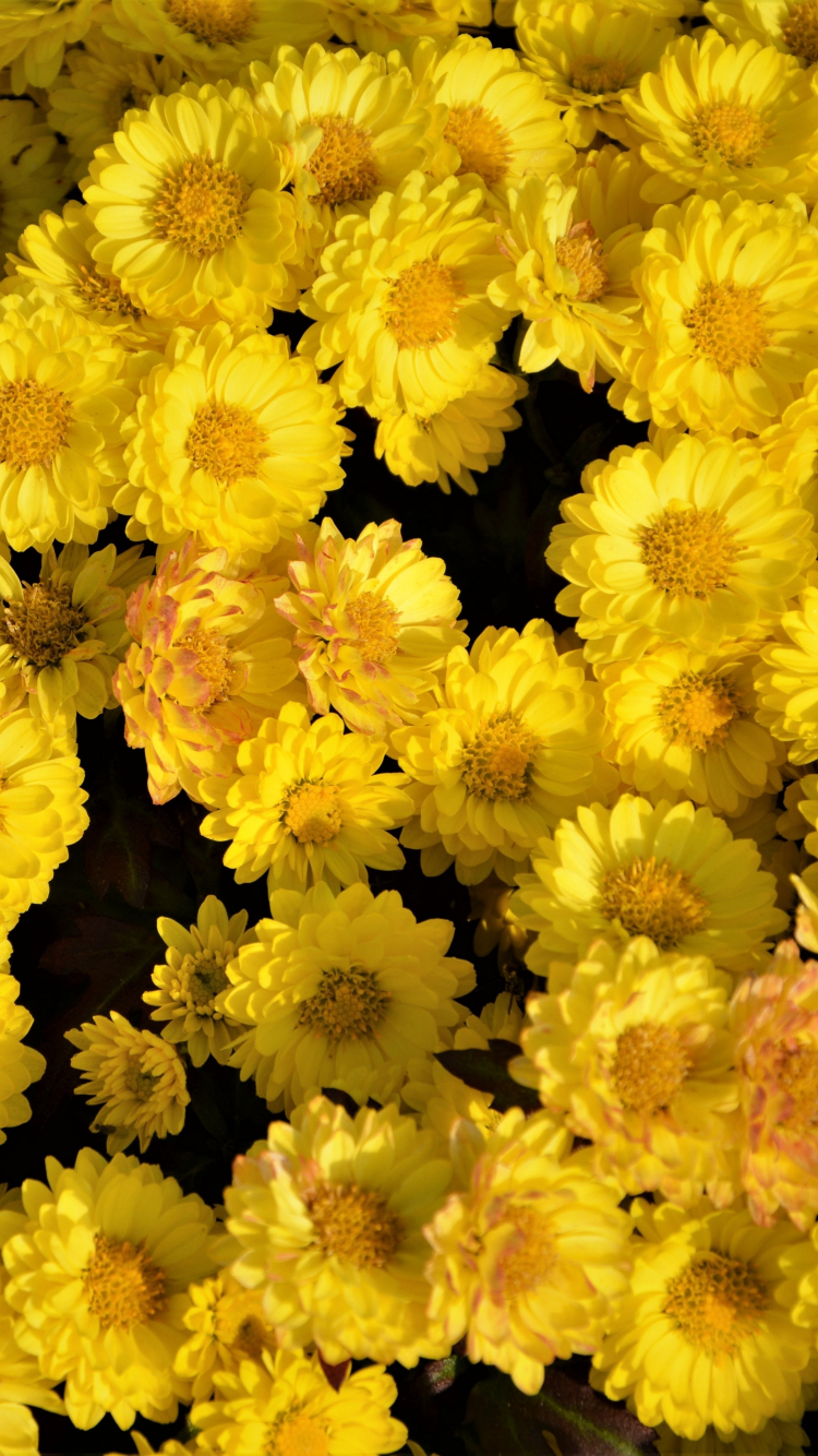 Yellow Floral Iphone Wallpapers