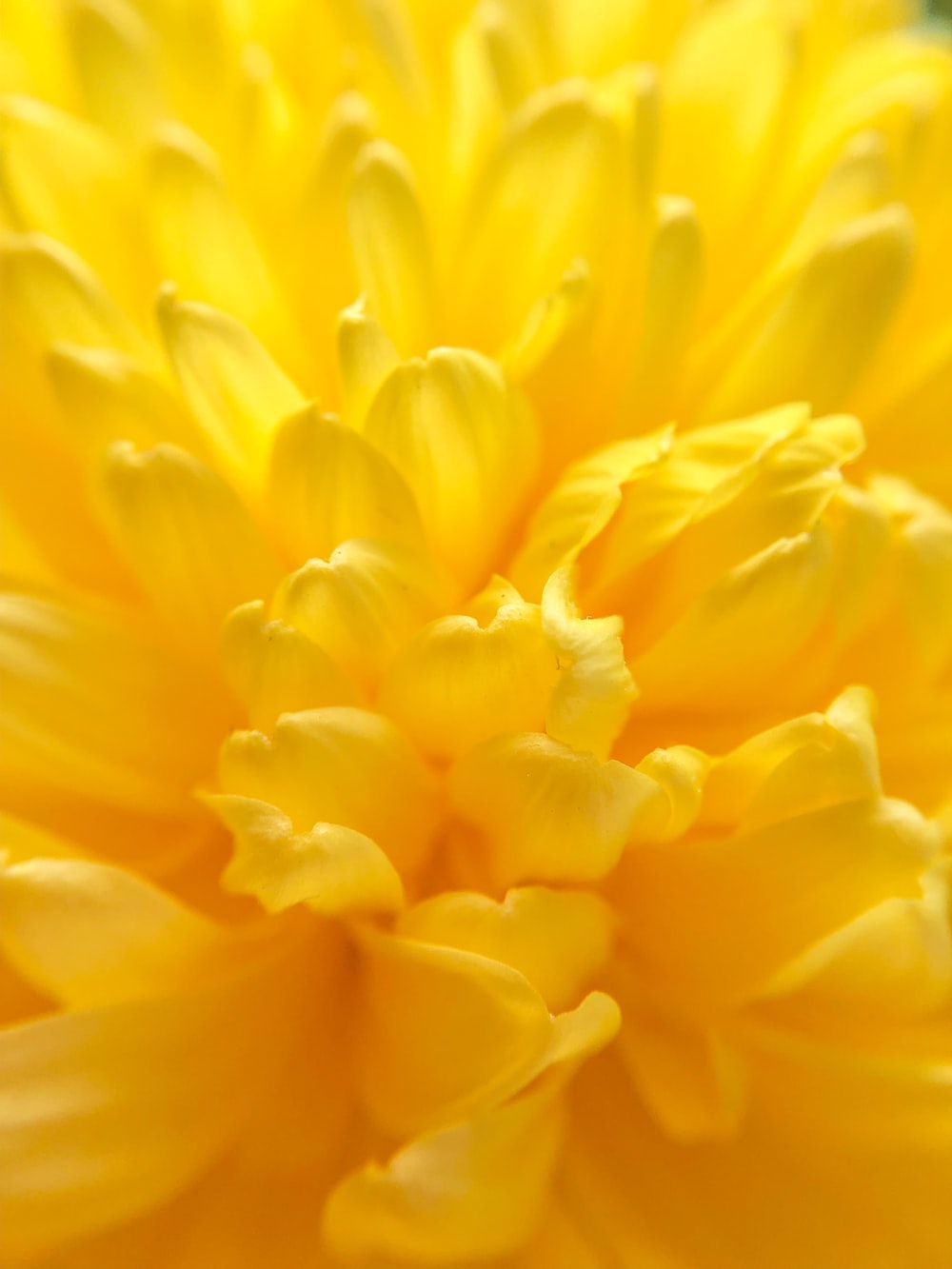 Yellow Flower Wallpapers