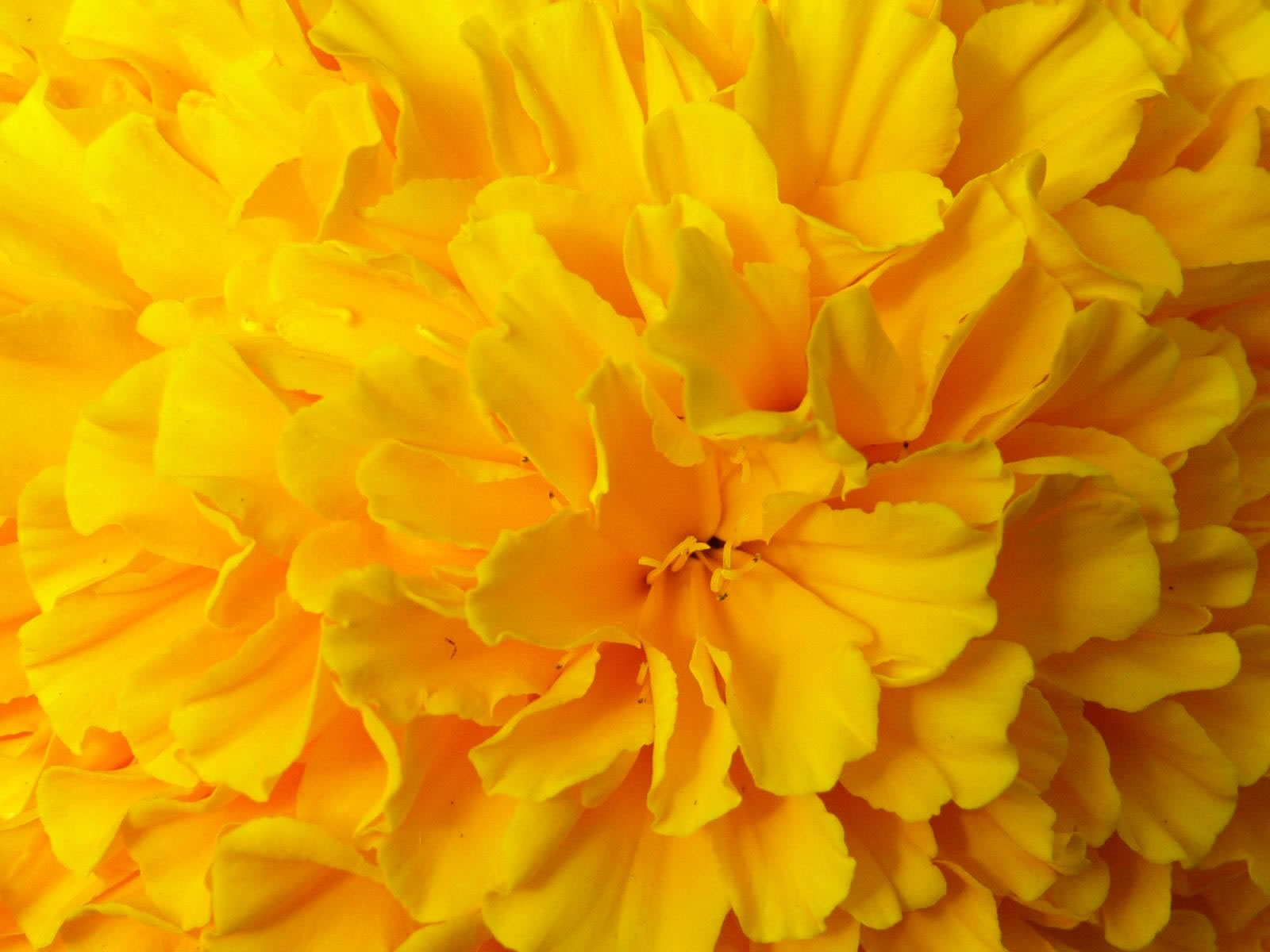 Yellow Flower Wallpapers