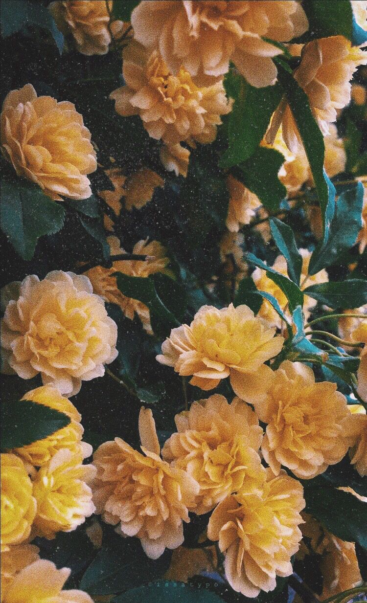 Yellow Flower Aesthetic Wallpapers