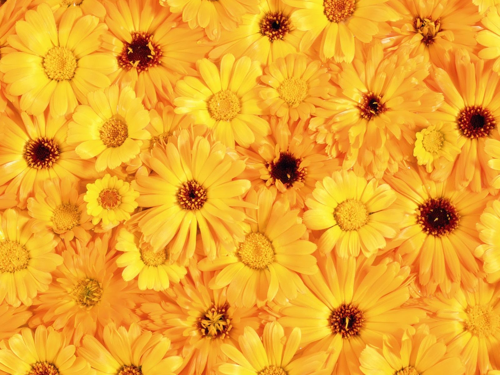 Yellow Flower Aesthetic Wallpapers