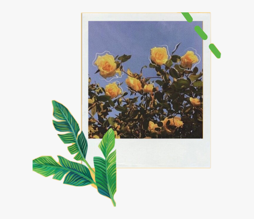 Yellow Flower Aesthetic Wallpapers