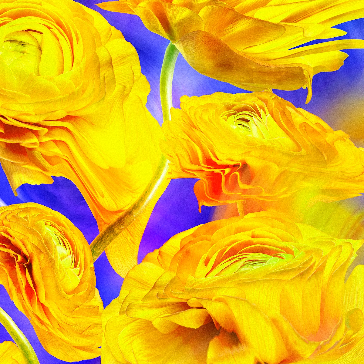 Yellow Flower Aesthetic Wallpapers