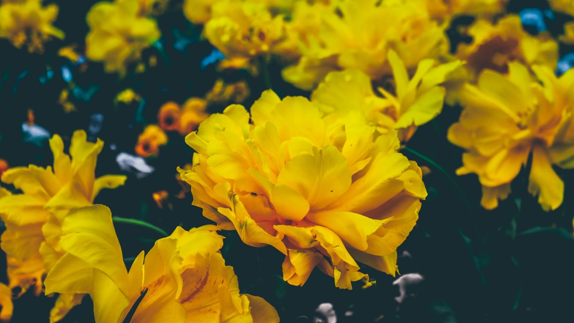 Yellow Flower Aesthetic Wallpapers