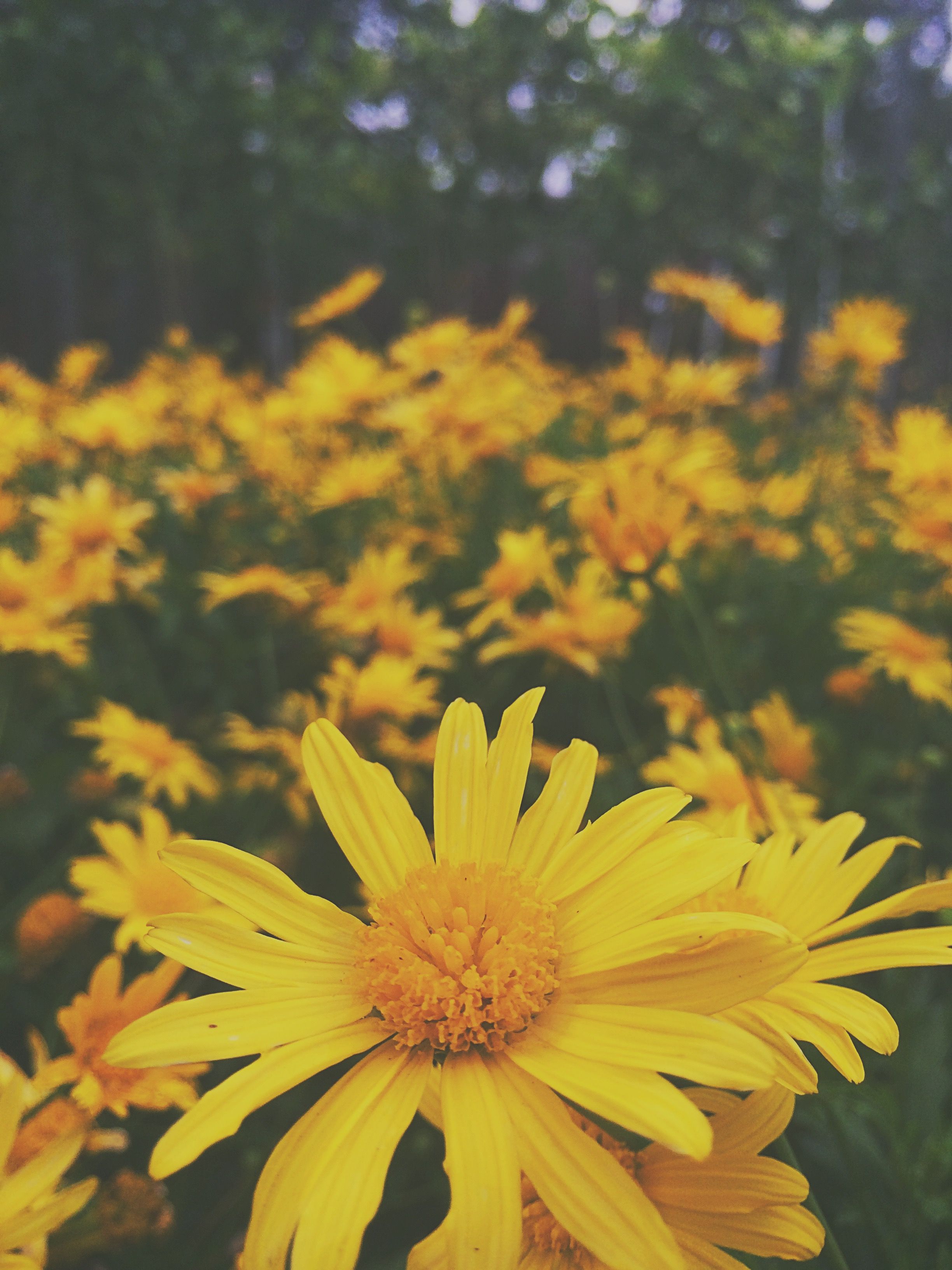 Yellow Flower Aesthetic Wallpapers