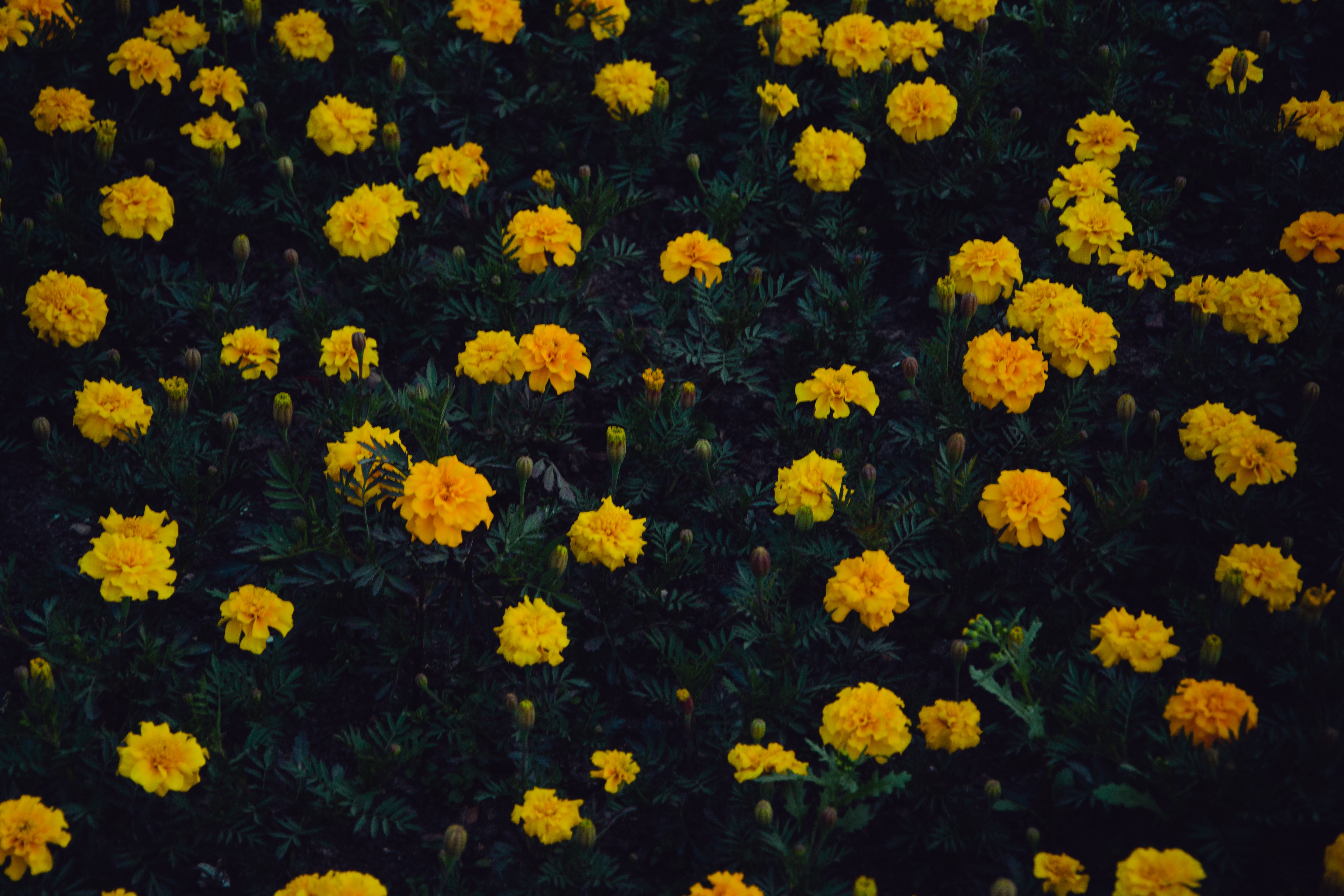 Yellow Flower Aesthetic Wallpapers