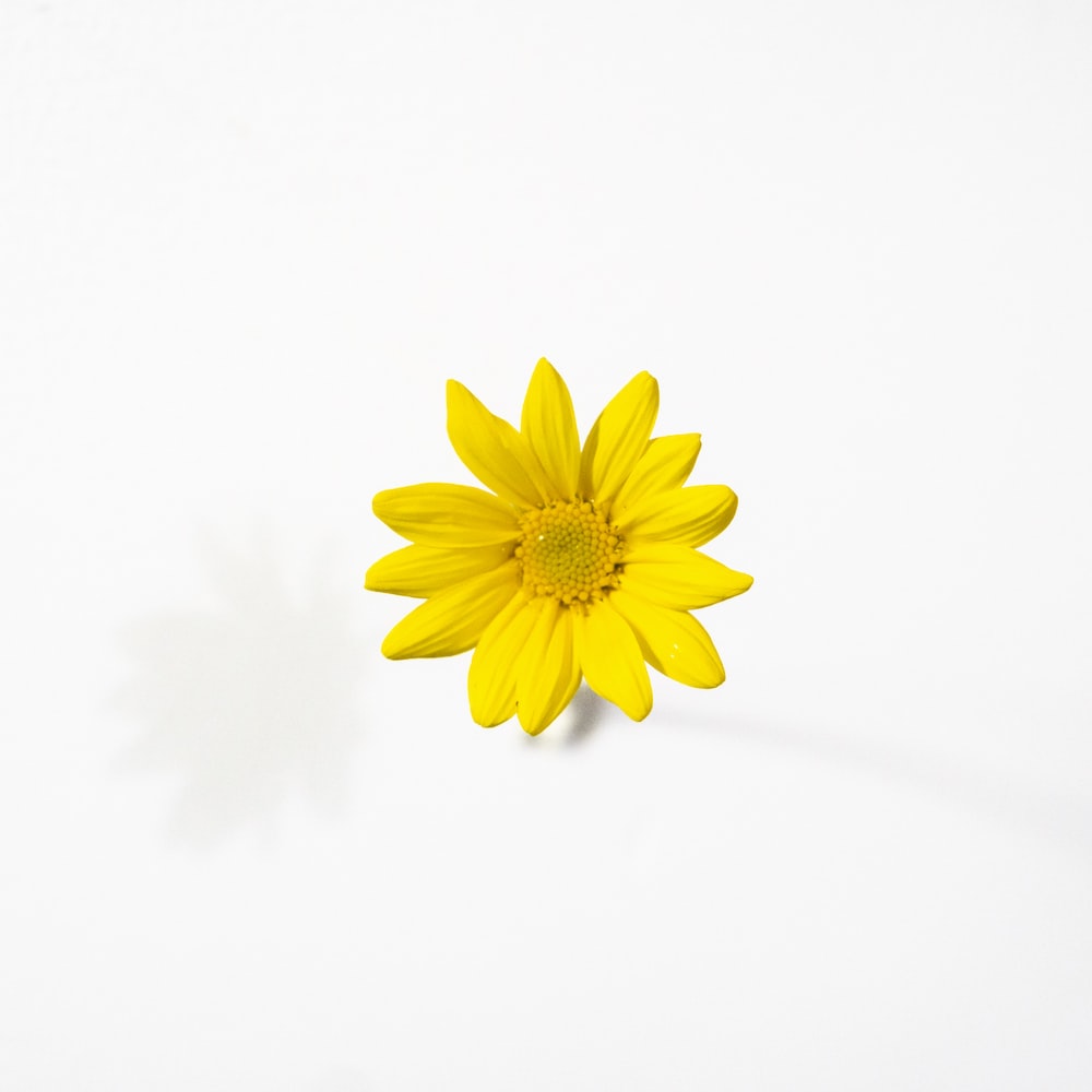 Yellow Flower Desktop Wallpapers