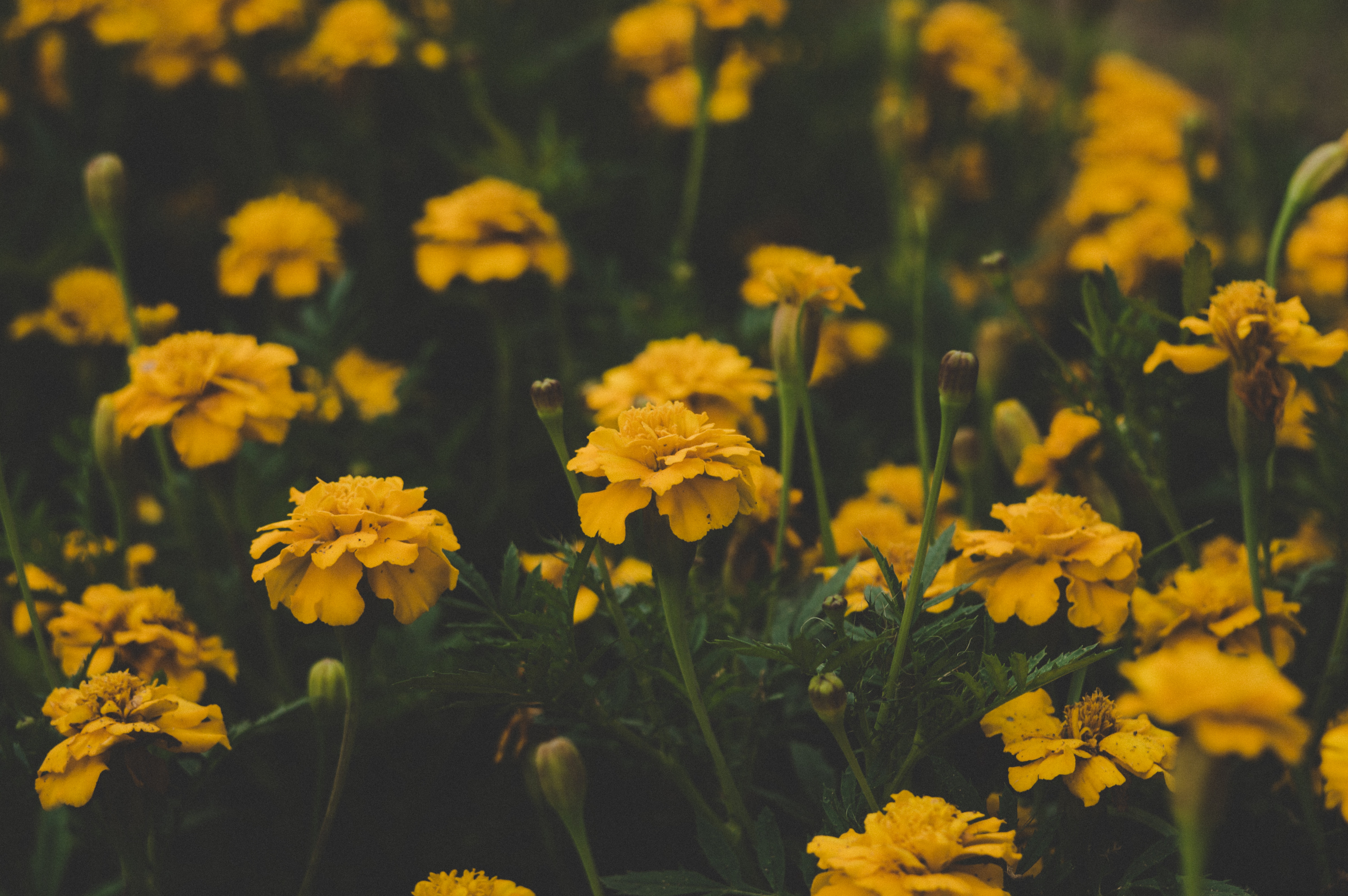 Yellow Flowers Wallpapers