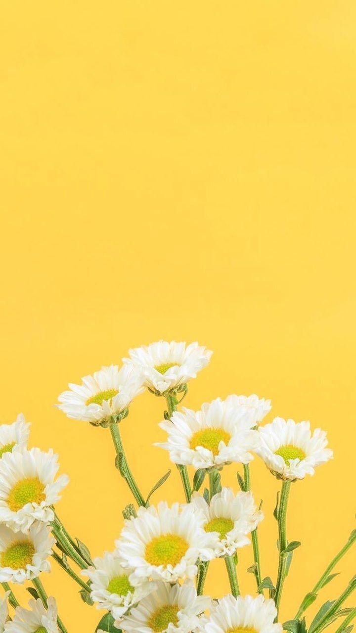 Yellow Flowers Wallpapers