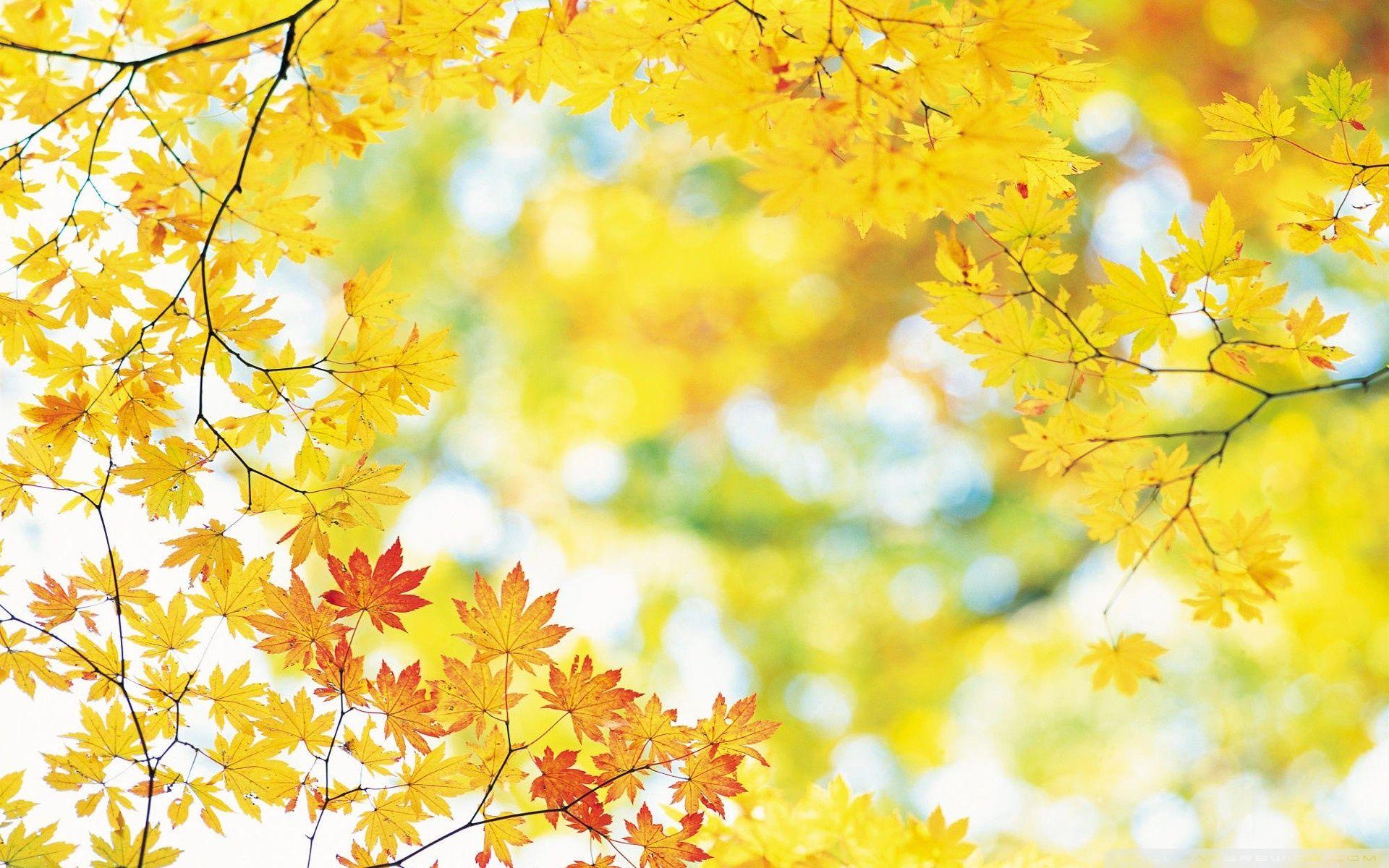 Yellow Nature Wallpapers