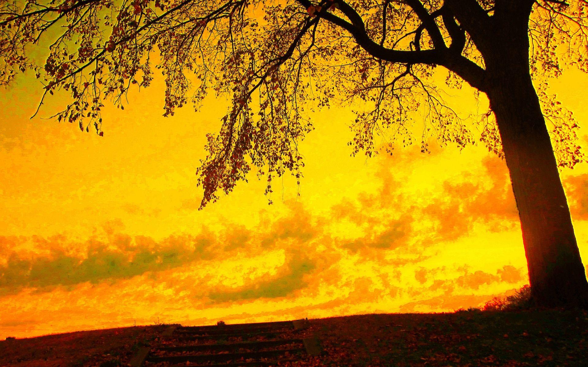 Yellow Nature Wallpapers