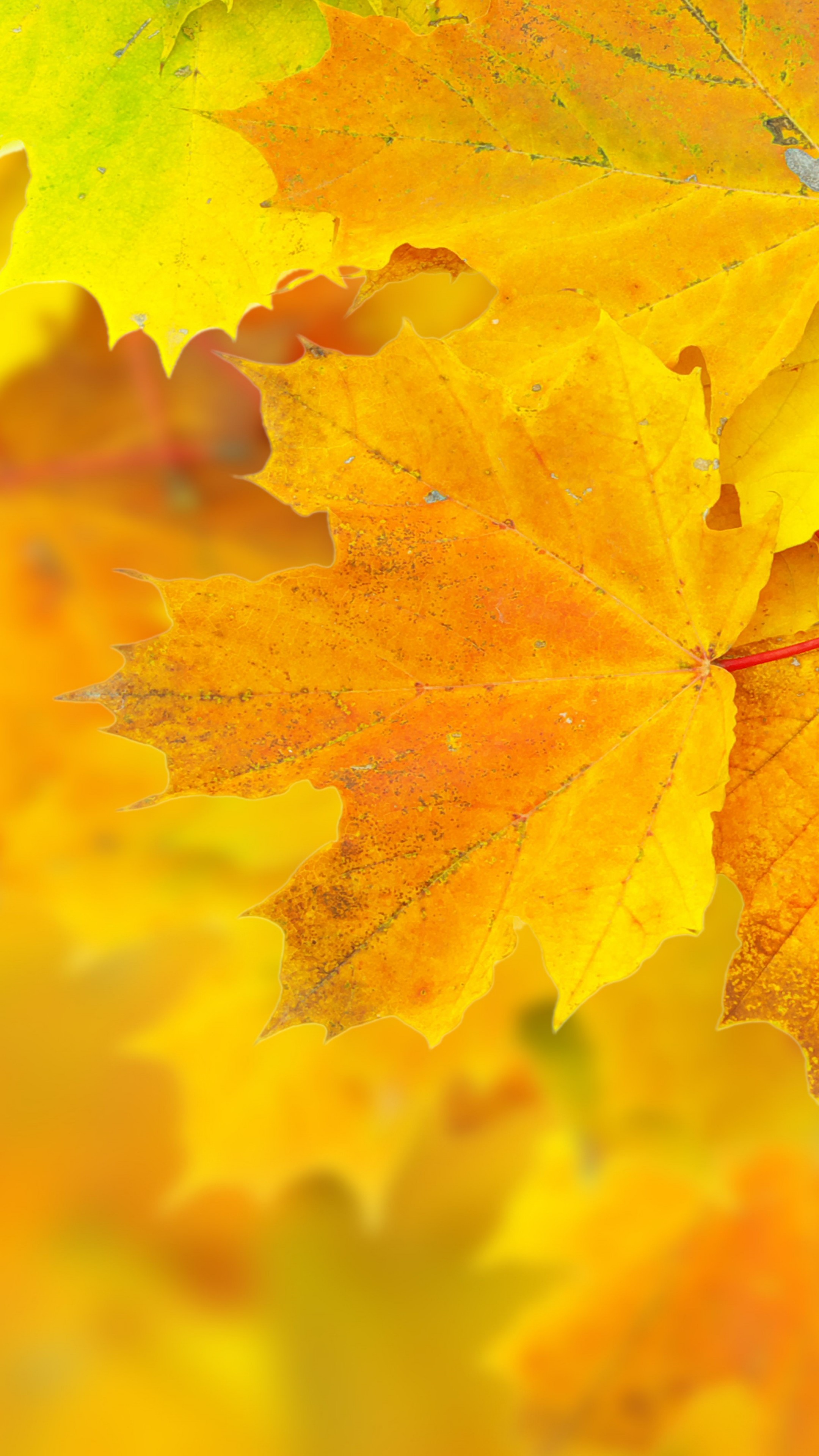 Yellow Nature Wallpapers