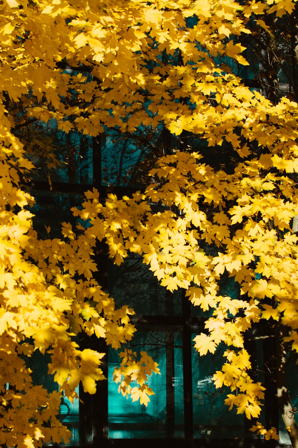 Yellow Nature Wallpapers