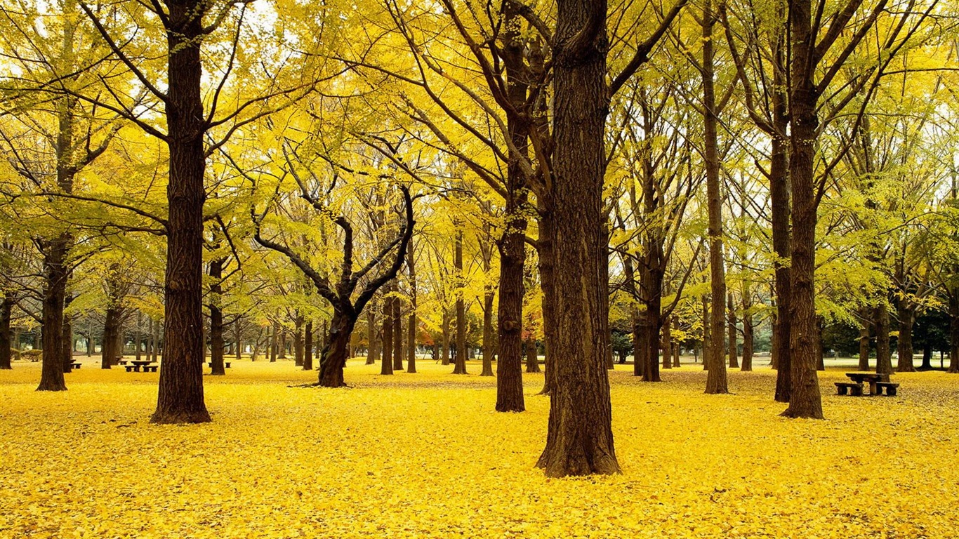 Yellow Nature Wallpapers