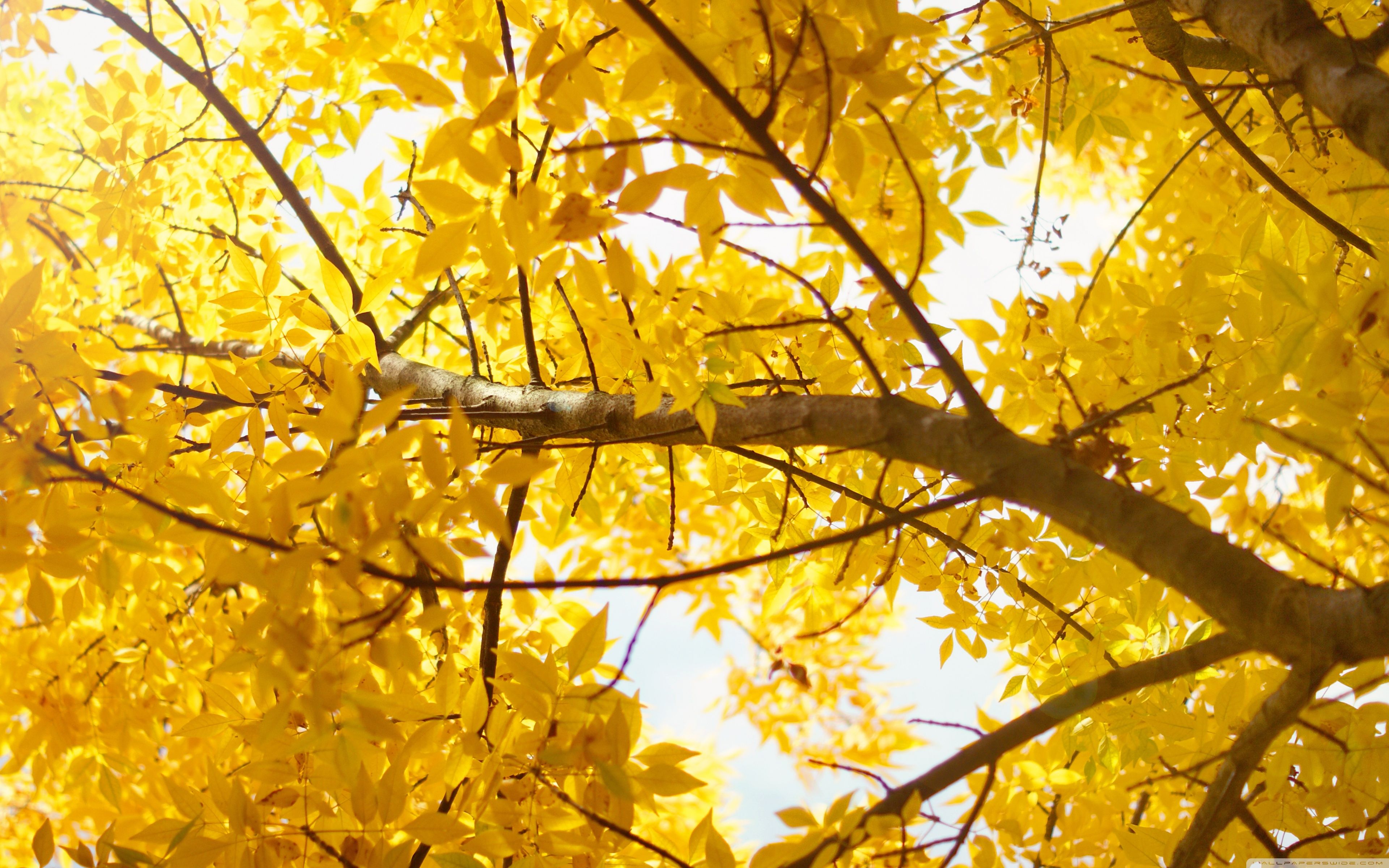 Yellow Nature Wallpapers