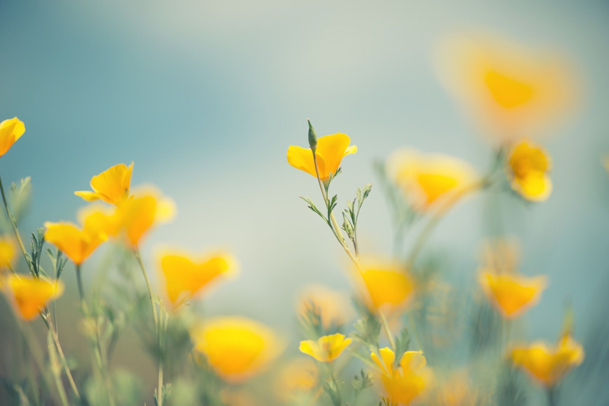 Yellow Nature Wallpapers