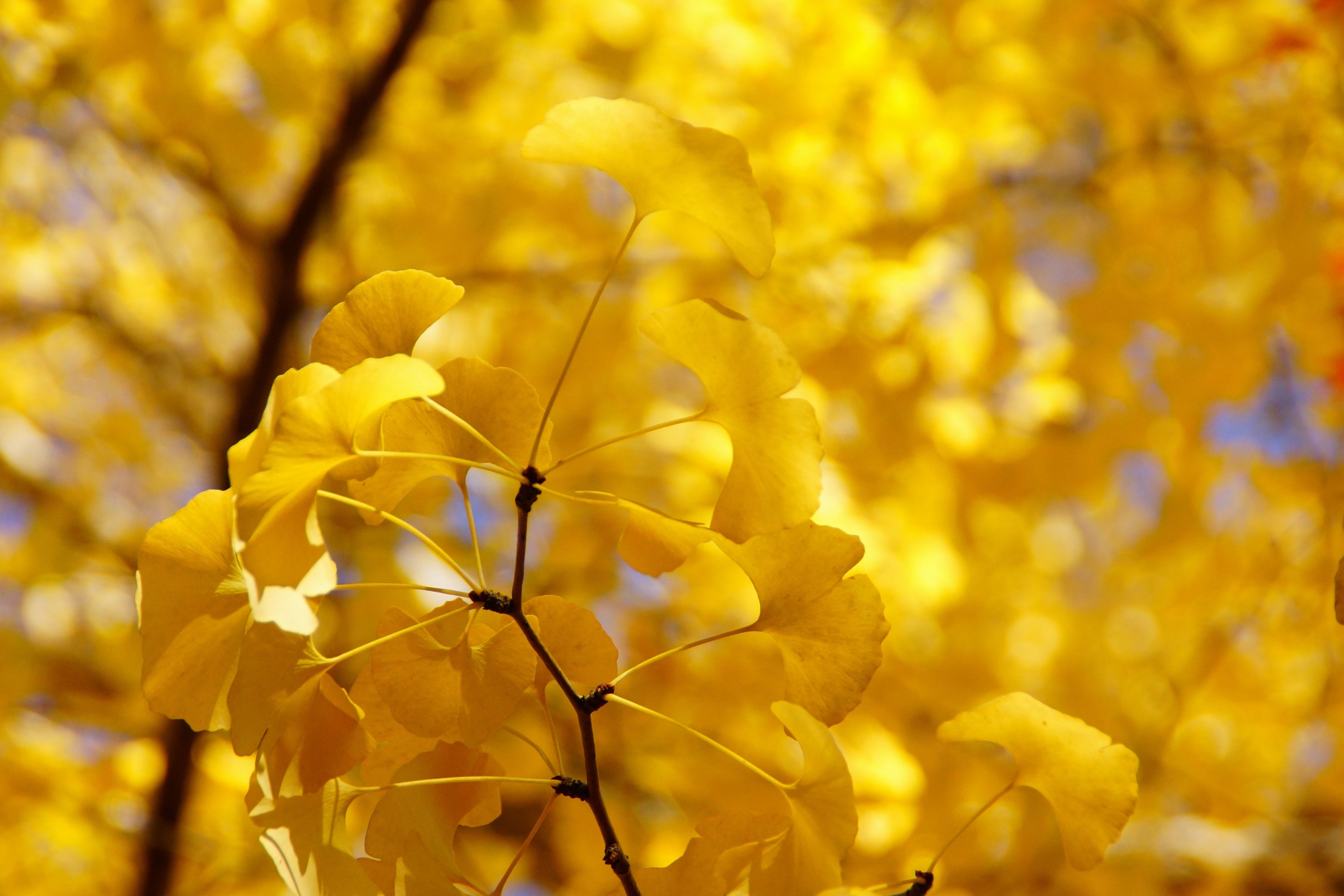 Yellow Nature Wallpapers