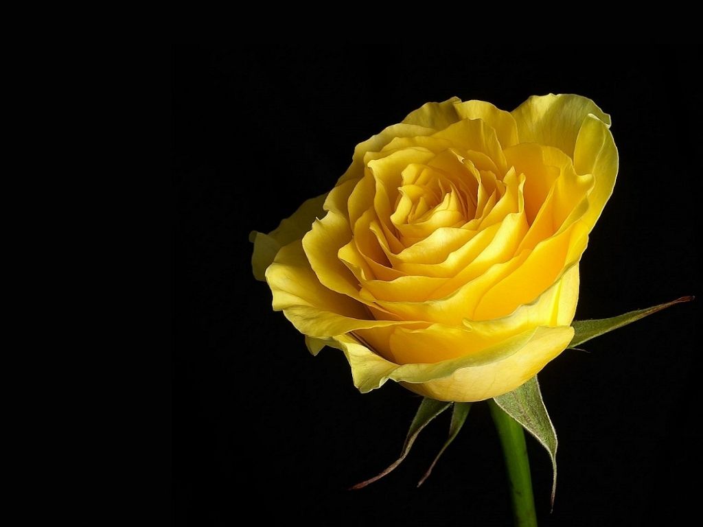 Yellow Rose Wallpapers