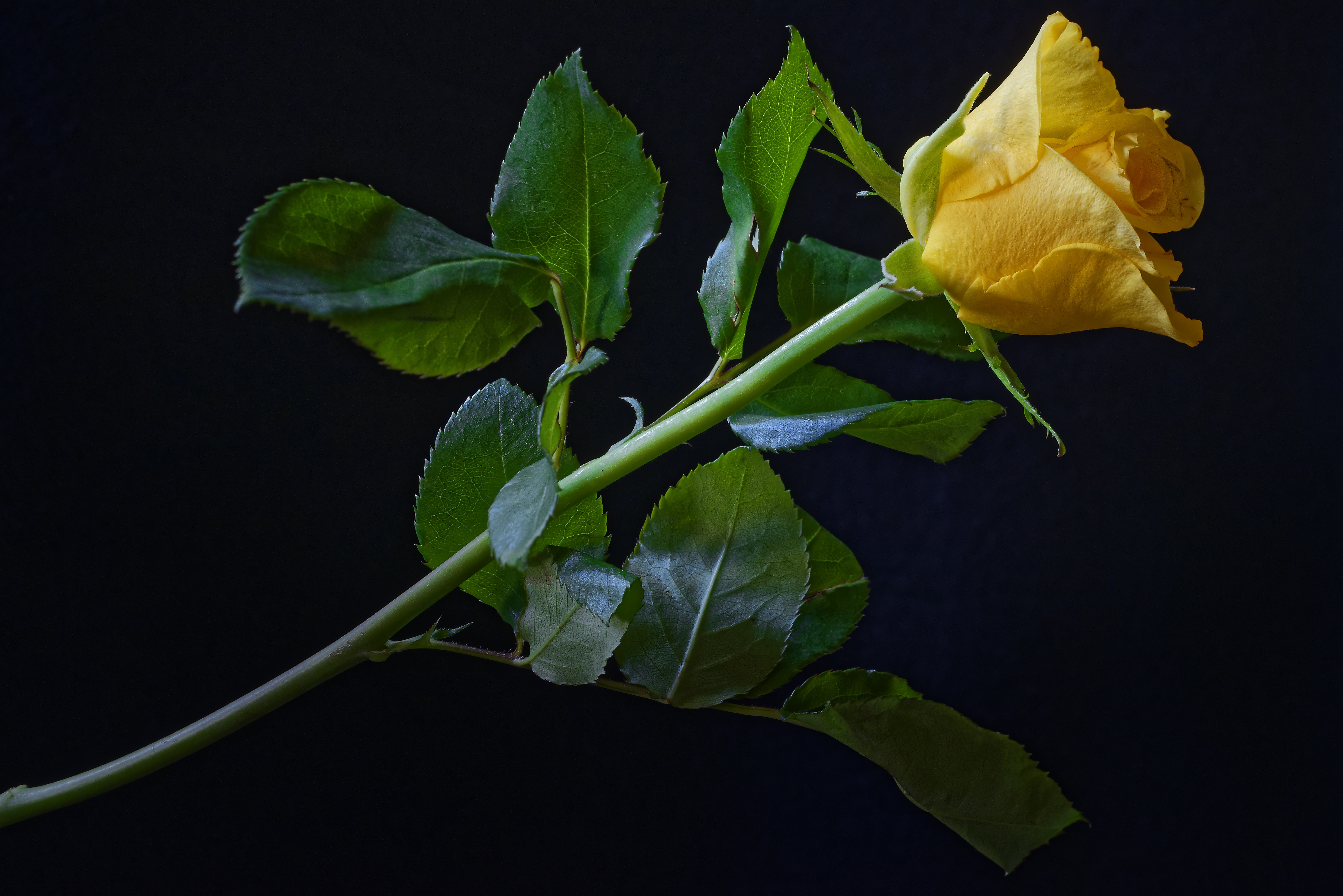 Yellow Rose Wallpapers