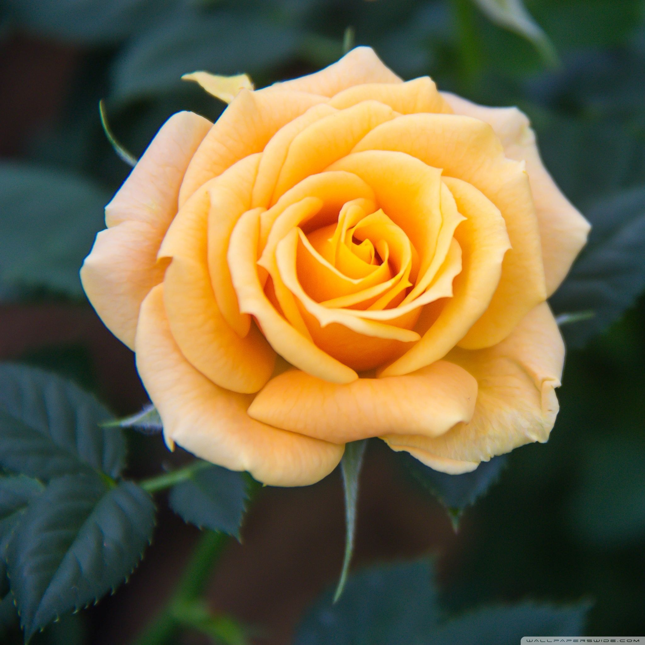 Yellow Rose Wallpapers