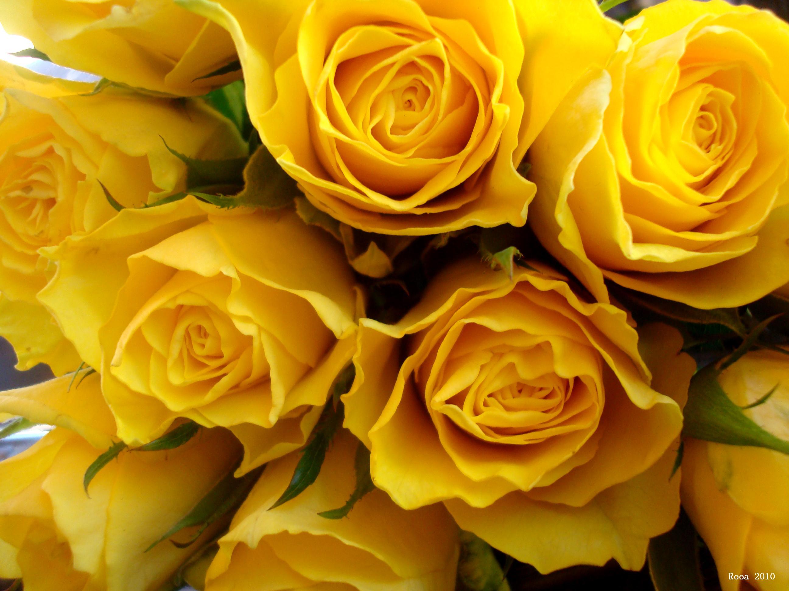 Yellow Rose Wallpapers