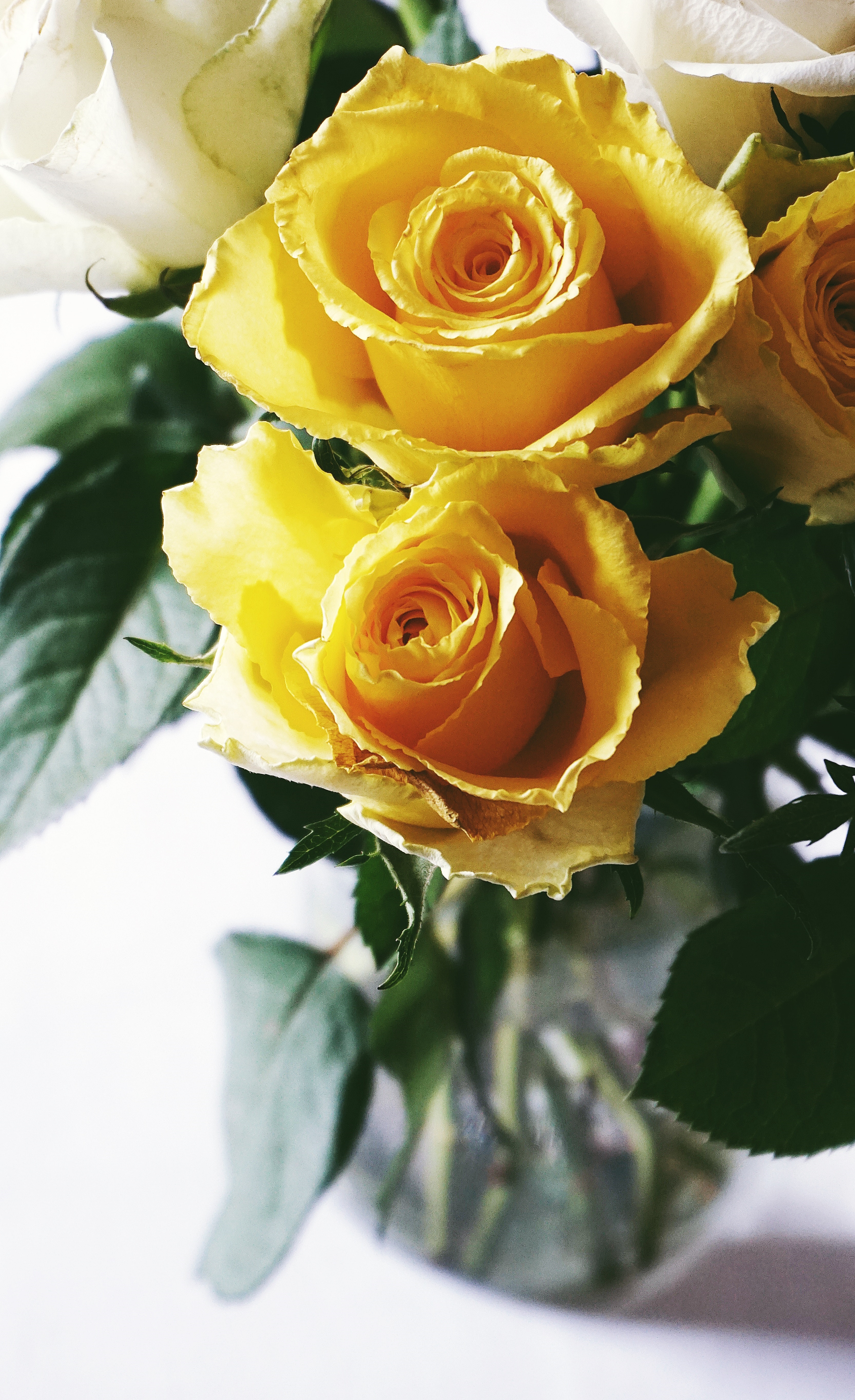 Yellow Rose Wallpapers