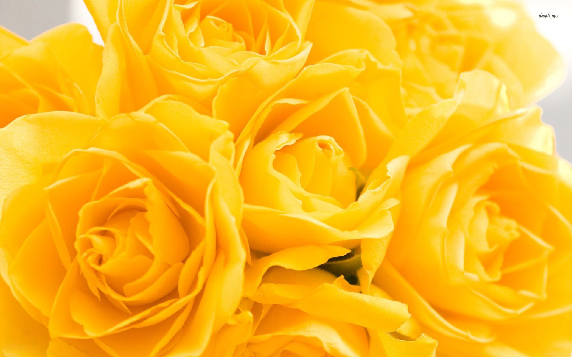 Yellow Rose Wallpapers