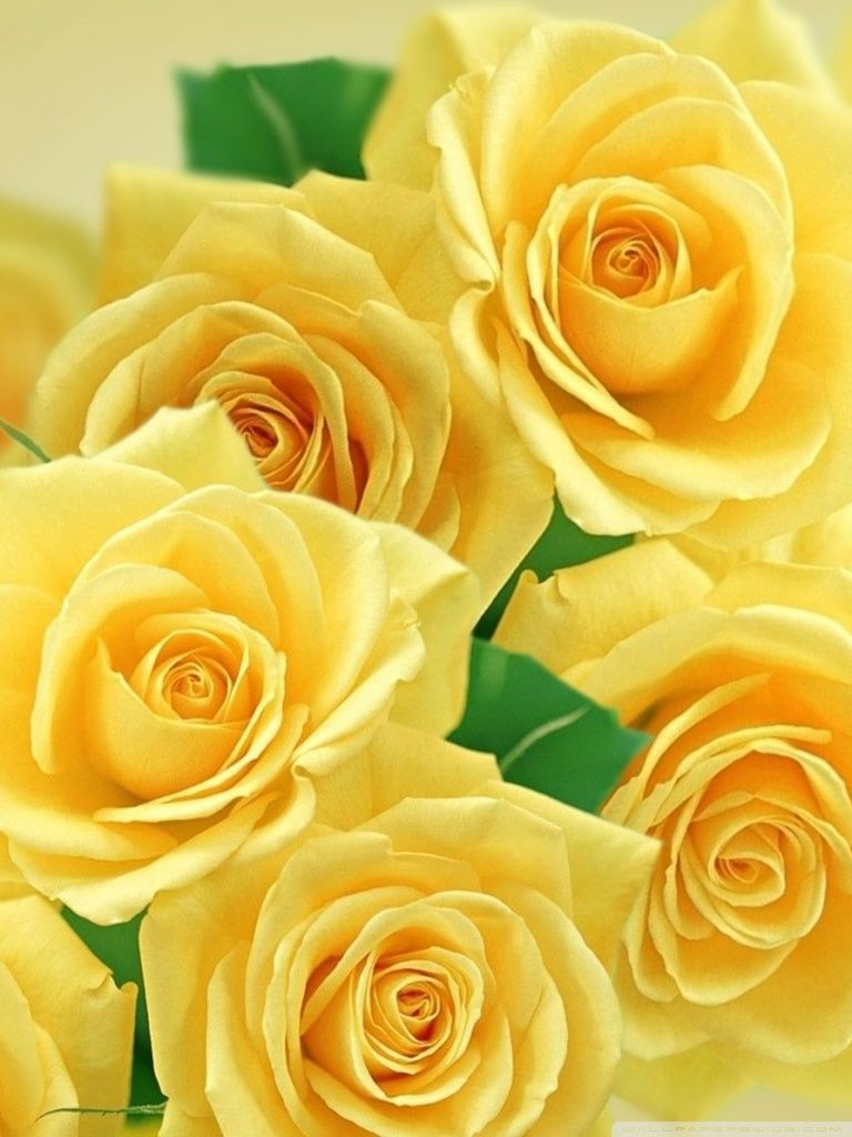 Yellow Rose Wallpapers