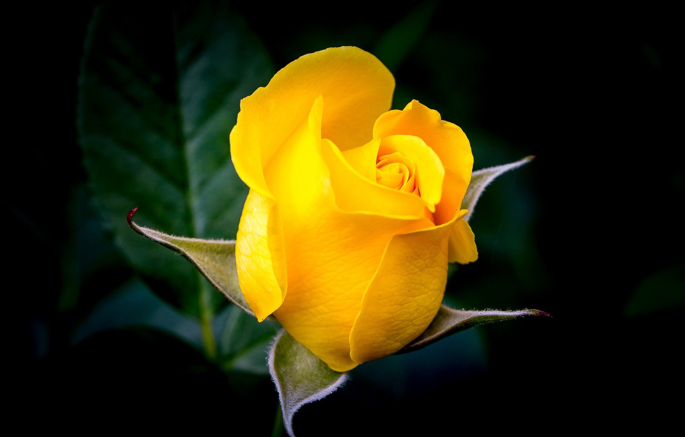 Yellow Rose Wallpapers